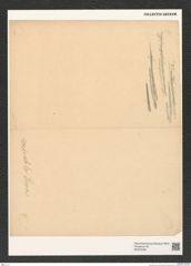 Diatomeae indet. Zeichnungen Sammlung Grunow (NHMW-BOT-W0376769)